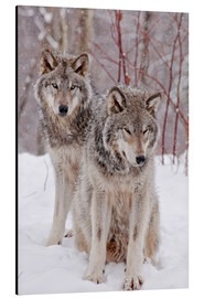 Alumiinitaulu  Wolf couple in snow