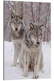 Quadro em alumínio  Casal de lobos na neve