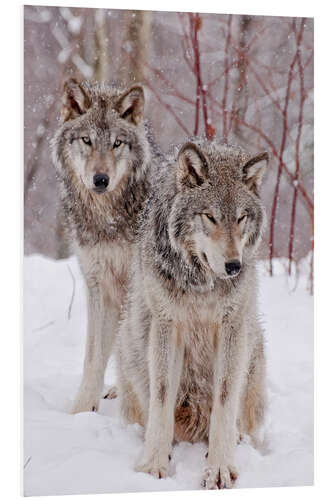 Foam board print Wolf couple in snow