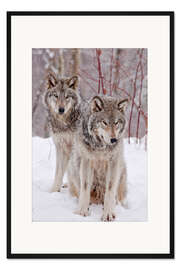 Gerahmter Kunstdruck Wolfspaar im Schnee