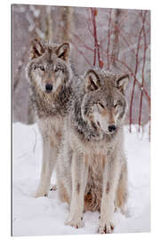 Tableau en plexi-alu Couple de loups dans la neige 