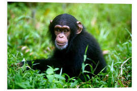 PVC-tavla Little Chimpanzee