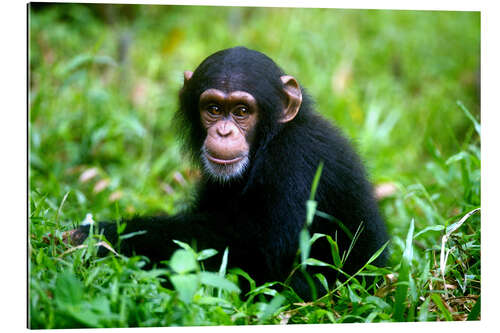 Gallery print Little Chimpanzee