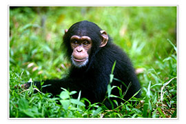 Wandbild Kleiner Schimpanse