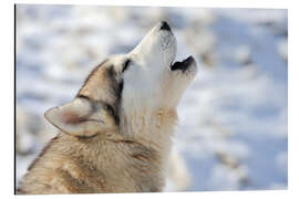 Aluminium print Siberian young husky