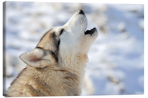 Canvas print Siberian young husky