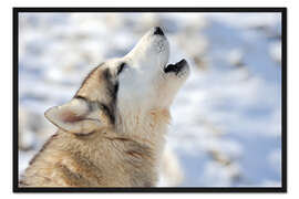 Gerahmter Kunstdruck Siberian Husky Junges