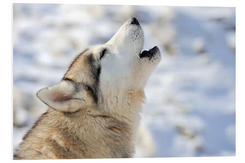 Foam board print Siberian young husky