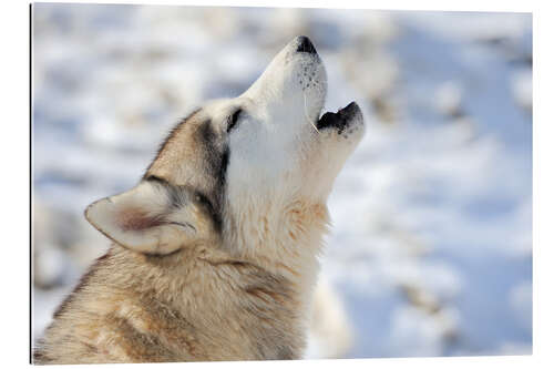 Galleritryck Siberian young husky