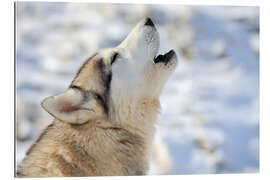 Gallery print Siberian young husky