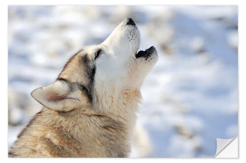 Naklejka na ścianę Siberian young husky