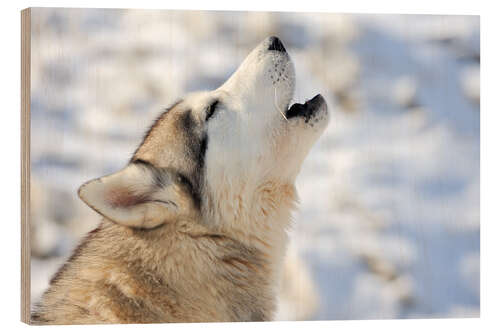 Holzbild Siberian Husky Junges