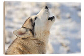 Wood print Siberian young husky