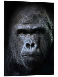 Aluminium print Male Gorilla in Portrait