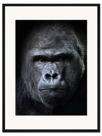 Gerahmter Kunstdruck Männlicher Gorilla im Porträt