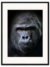 Framed art print Male Gorilla in Portrait