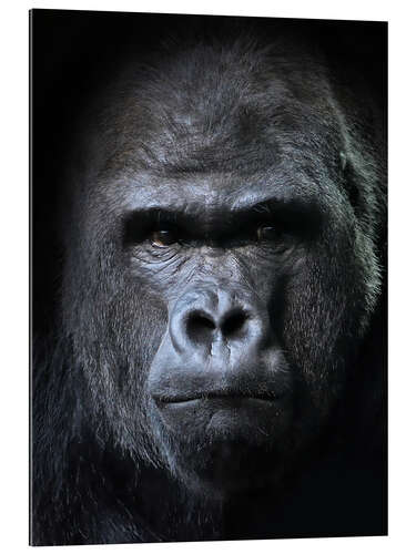 Gallery print male gorilla in Portrait