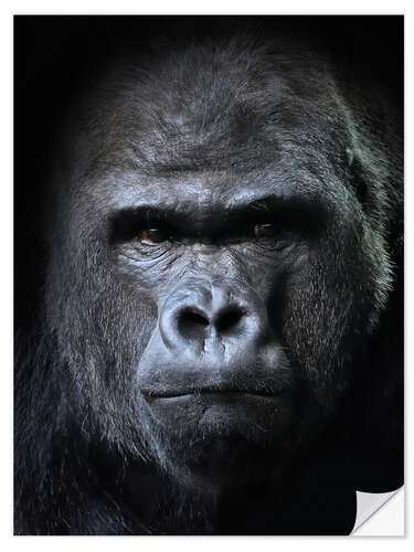 Selvklebende plakat male gorilla in Portrait