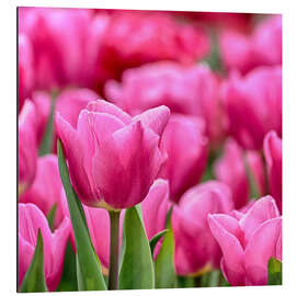 Alubild Tulpen in pink