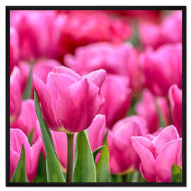 Gerahmter Kunstdruck Tulpen in pink
