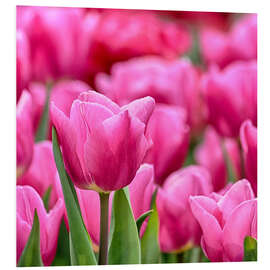 Foam board print Tulips in pink