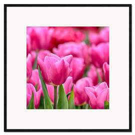 Framed art print Tulips in pink