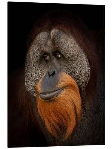 Acrylic print Orangutan Portrait