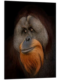 Aluminium print Orangutan Portrait