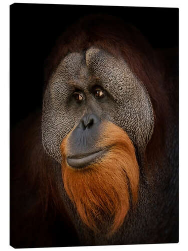 Canvas print Orangutan Portrait