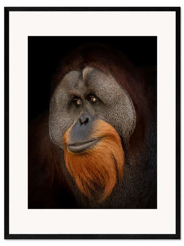 Framed art print Orangutan Portrait