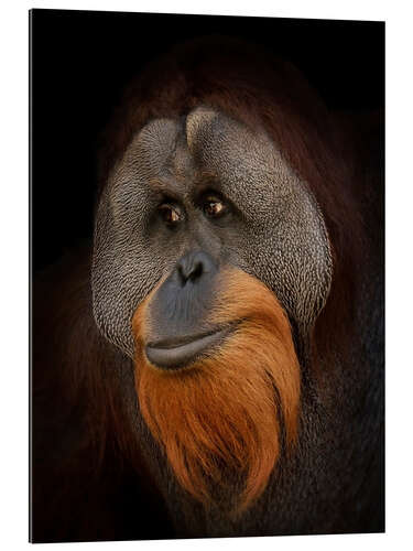 Gallery print Orangutan Portrait