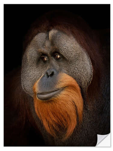 Selvklebende plakat Orangutang portrett