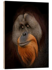 Wood print Orangutan Portrait