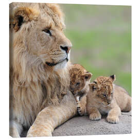 Canvas print Young lions