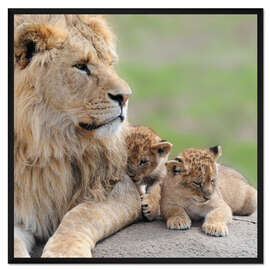 Gerahmter Kunstdruck Junge Löwen