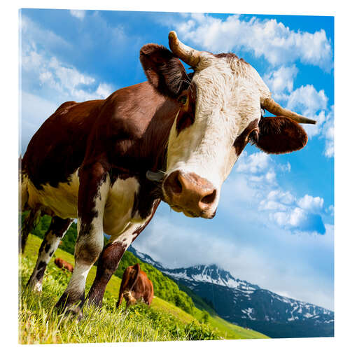 Acrylic print Curious cow