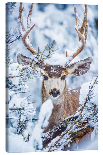 Tableau sur toile Cerf sous la neige 