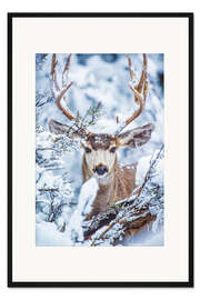 Gerahmter Kunstdruck Verschneiter Hirsch