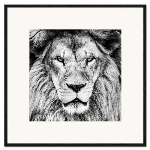 Framed art print King Lion - black and white