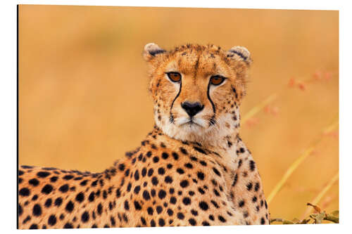 Aluminium print Eavesdropping cheetah