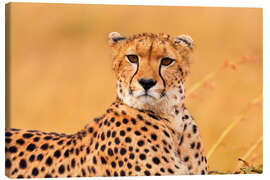 Stampa su tela  Eavesdropping cheetah