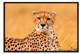 Gerahmter Kunstdruck Lauschender Gepard