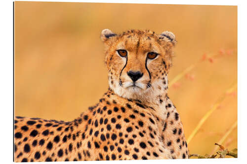 Gallery print Eavesdropping cheetah