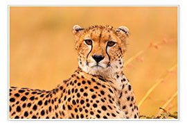 Print  Eavesdropping cheetah