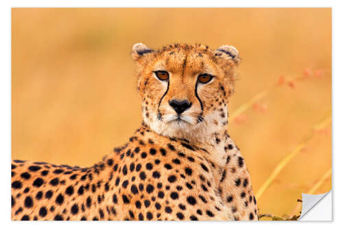 Selvklebende plakat Eavesdropping cheetah