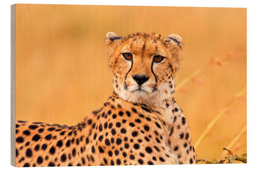 Quadro de madeira Eavesdropping cheetah