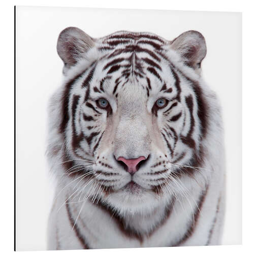 Aluminium print The white tiger