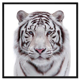 Gerahmter Kunstdruck Der weiße Tiger