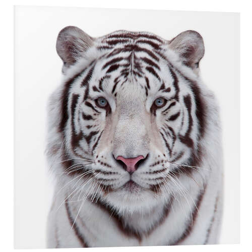 Foam board print The white tiger