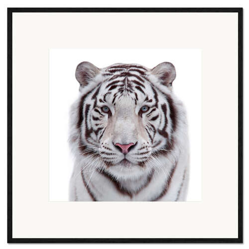 Impression artistique encadrée Tigre blanc